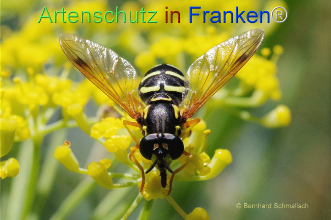 Bild zum Eintrag (1108462-160)
