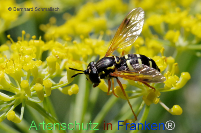 Bild zum Eintrag (1108463-160)
