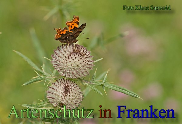 Copyright AiS - Klaus Sanwald Bild zum Eintrag (1108477-160)