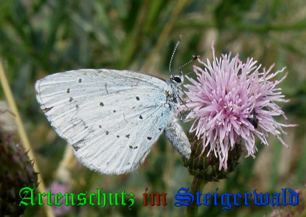 Copyright AiS- Albert Meier Bild zum Eintrag (1108482-160)