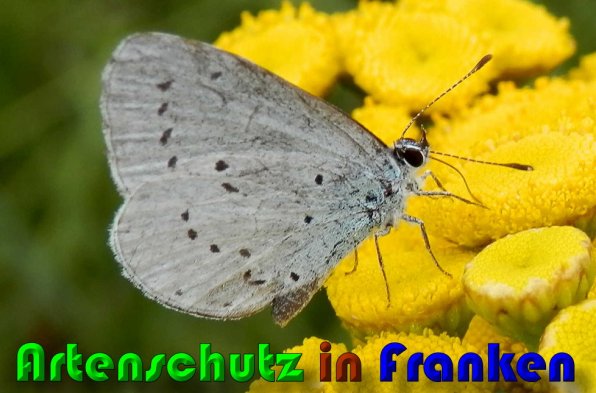 Copyright AiS Albert Meier Bild zum Eintrag (1108488-160)