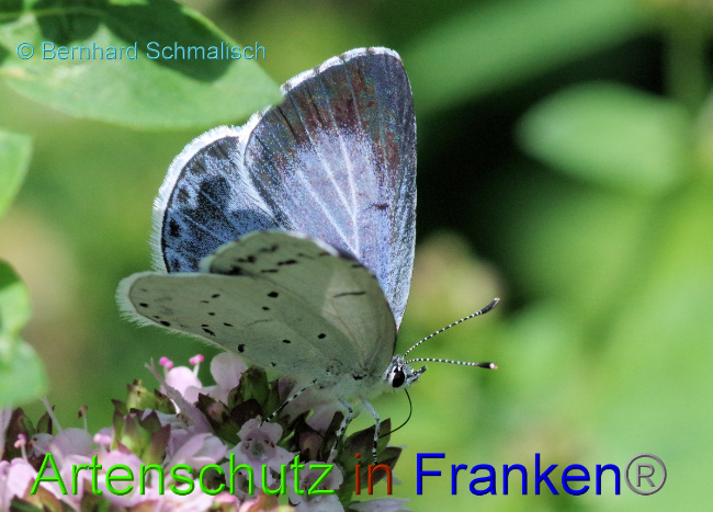© Artenschutz in Franken® / Bernhard Schmalisch Bild zum Eintrag (1108489-160)