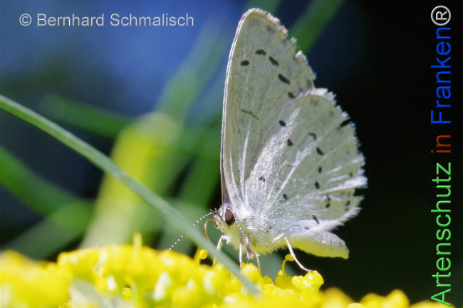 © Artenschutz in Franken® / Bernhard Schmalisch Bild zum Eintrag (1108499-160)
