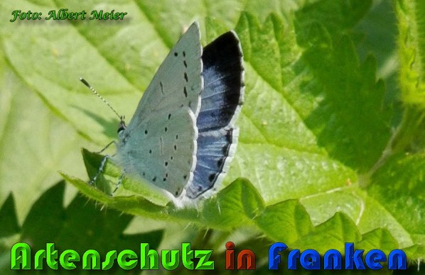 Copyright AiS Albert Meier Bild zum Eintrag (1108501-160)