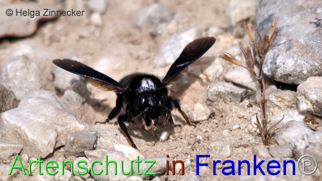 © Artenschutz in Franken® / Helga Zinnecker Bild zum Eintrag (1108605-160)