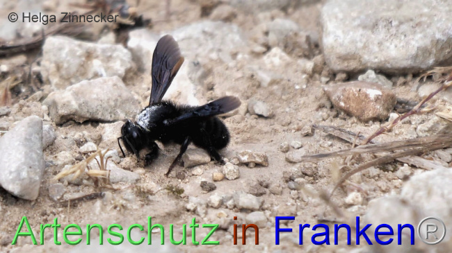 © Artenschutz in Franken® / Helga Zinnecker Bild zum Eintrag (1108608-160)