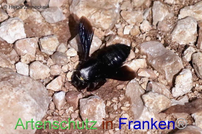 © Artenschutz in Franken® / Helga Zinnecker Bild zum Eintrag (1108609-160)