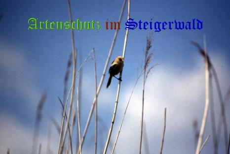 Bild zum Eintrag (1108623-160)