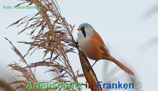 Copyright AiF - Klaus Sanwald Bild zum Eintrag (1108624-160)