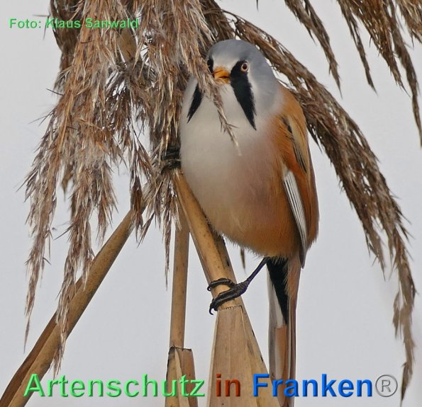 Copyright AiF - Klaus Sanwald Bild zum Eintrag (1108625-160)