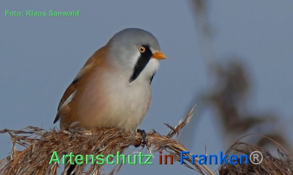 Copyright AiF - Klaus Sanwald Bild zum Eintrag (1108626-160)