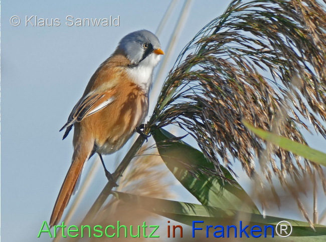 © Artenschutz in Franken® / Klaus Sanwald Bild zum Eintrag (1108631-160)
