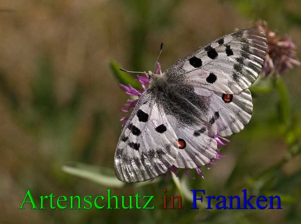 Copyright AiS - Klaus Sanwald Bild zum Eintrag (1108635-160)