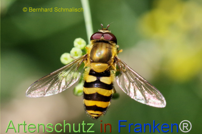 Bild zum Eintrag (1108724-160)