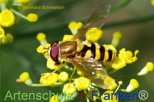 Bild zum Eintrag (1108726-160)