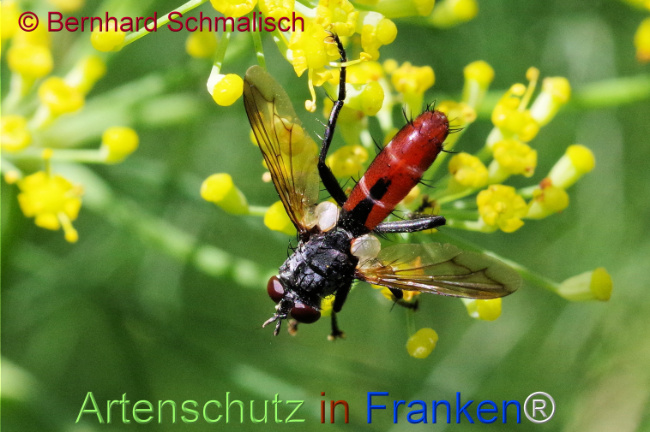 © Artenschutz in Franken® / Bernhard Schmalisch Bild zum Eintrag (1108739-160)