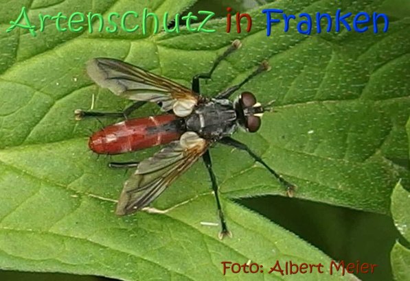 Copyright AiS Albert Meier Bild zum Eintrag (1108740-160)