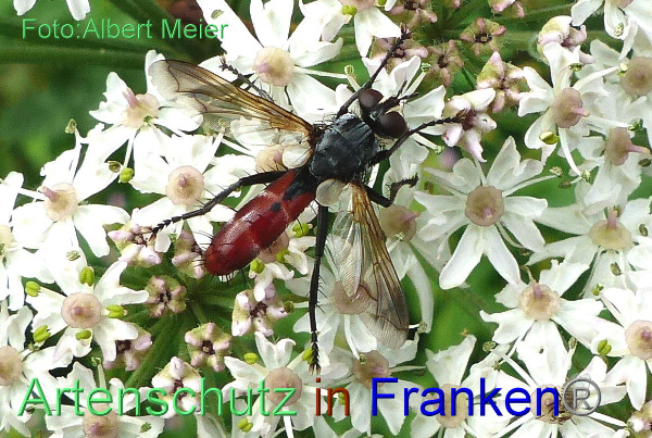 Copyright AiF - Albert Meier Bild zum Eintrag (1108741-160)