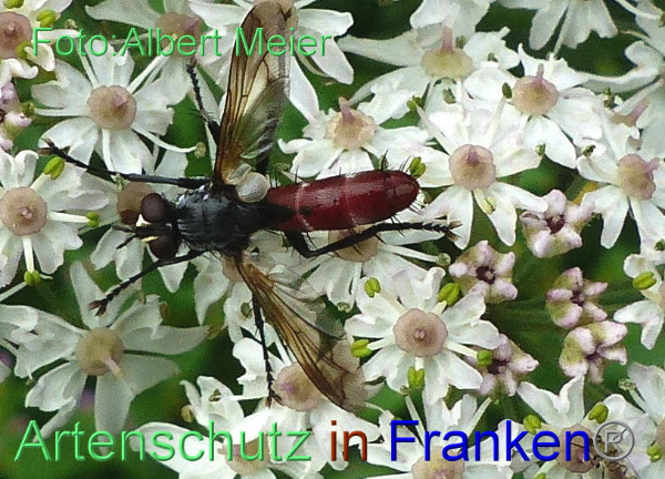 Copyright AiF - Albert Meier Bild zum Eintrag (1108742-160)