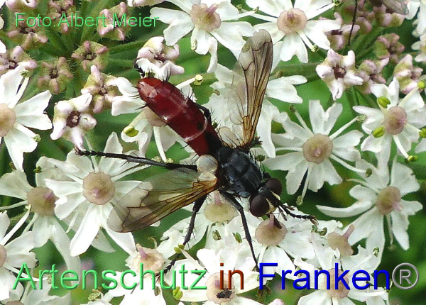 Copyright AiF - Albert Meier Bild zum Eintrag (1108743-160)