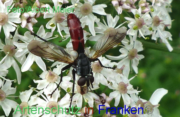 Copyright AiF - Albert Meier Bild zum Eintrag (1108744-160)