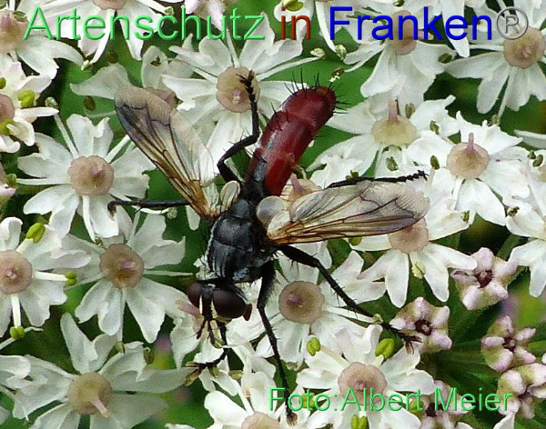 Copyright AiF - Albert Meier Bild zum Eintrag (1108745-160)