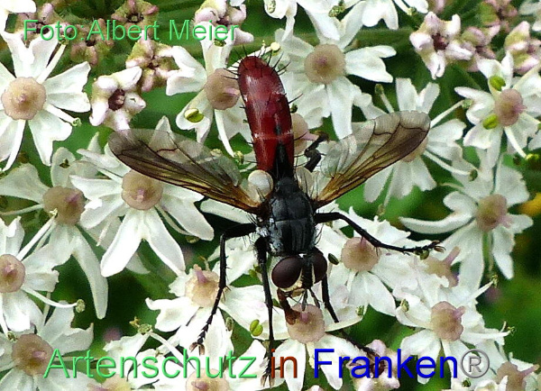 Copyright AiF - Albert Meier Bild zum Eintrag (1108746-160)