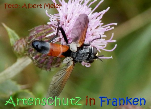 Copyright AiS Albert Meier Bild zum Eintrag (1108751-160)