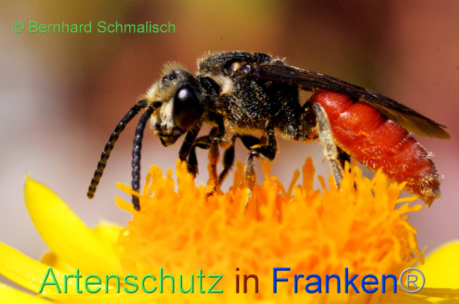 © Artenschutz in Franken® / Bernhard Schmalisch Bild zum Eintrag (1108761-160)