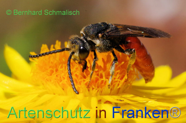 © Artenschutz in Franken® / Bernhard Schmalisch Bild zum Eintrag (1108762-160)