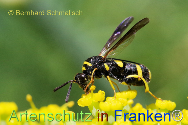 © Artenschutz in Franken® / Bernhard Schmalisch Bild zum Eintrag (1108803-160)