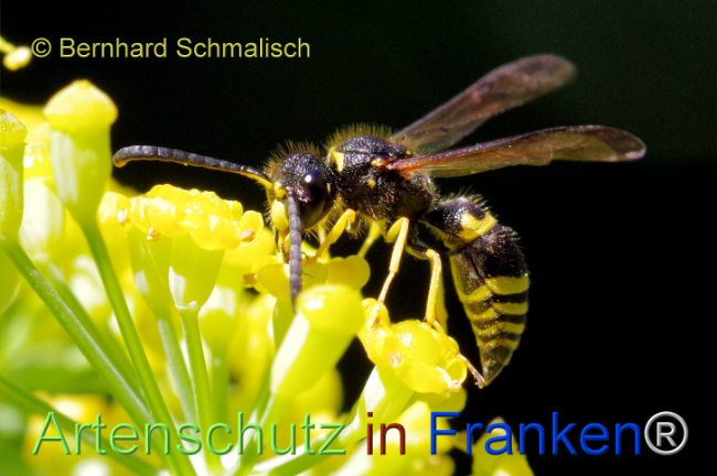 Bild zum Eintrag (1108813-160)