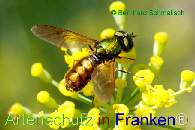 © Artenschutz in Franken® / Bernhard Schmalisch Bild zum Eintrag (1108840-160)