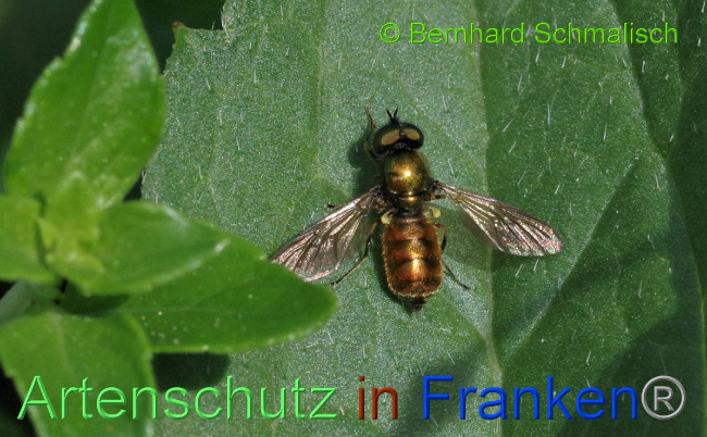 © Artenschutz in Franken® / Bernhard Schmalisch Bild zum Eintrag (1108841-160)