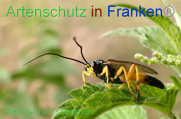 Copyright AiF / Bernhard Schmalisch Bild zum Eintrag (1108849-160)