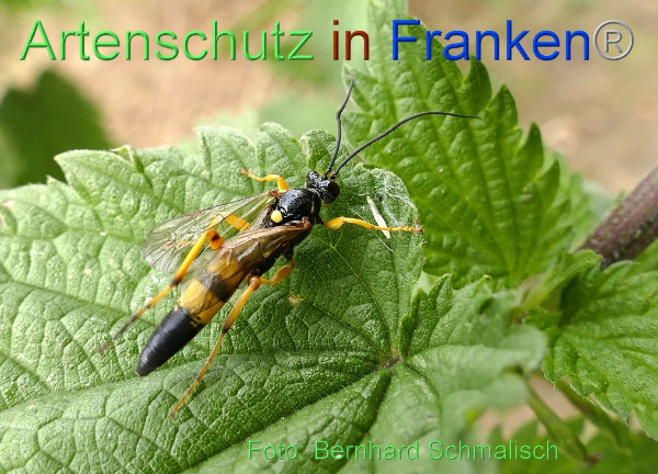Copyright AiF / Bernhard Schmalisch Bild zum Eintrag (1108850-160)