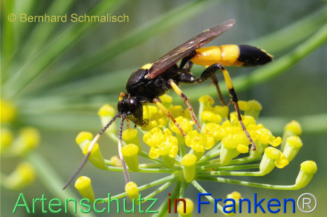 Bild zum Eintrag (1108860-160)