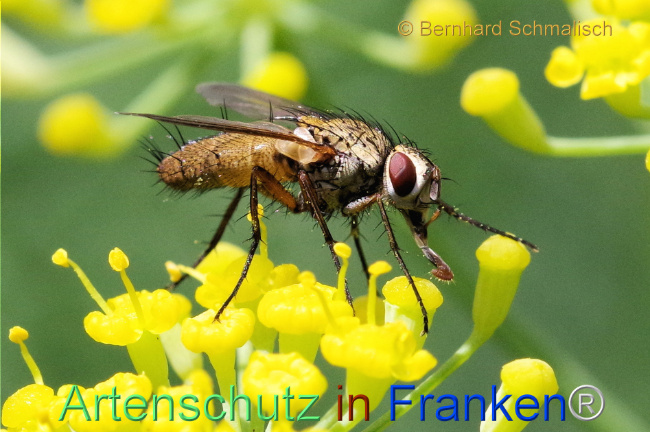 Bild zum Eintrag (1108866-160)