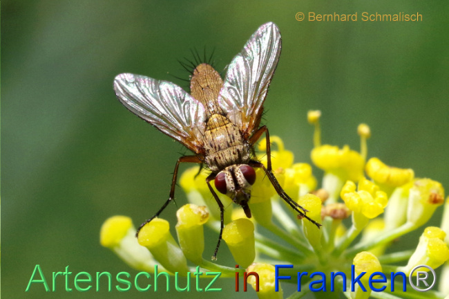 Bild zum Eintrag (1108867-160)