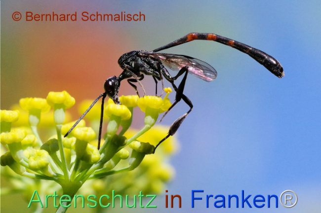 © Artenschutz in Franken® / Bernhard Schmalisch Bild zum Eintrag (1108877-160)
