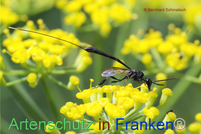 © Artenschutz in Franken® / Bernhard Schmalisch Bild zum Eintrag (1108878-160)