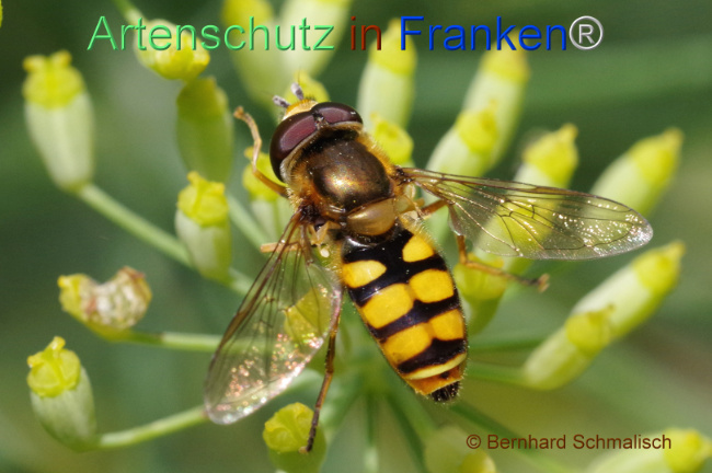 Bild zum Eintrag (1108880-160)