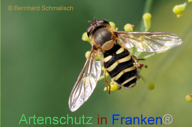 © Artenschutz in Franken® / Bernhard Schmalisch Bild zum Eintrag (1108884-160)