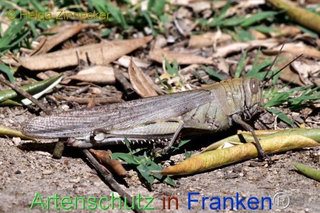 © Artenschutz in Franken® / Helga Zinnecker Bild zum Eintrag (1109083-160)