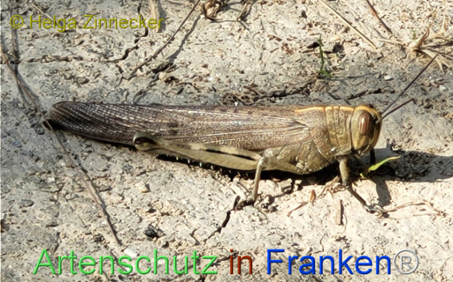 © Artenschutz in Franken® / Helga Zinnecker Bild zum Eintrag (1109084-160)