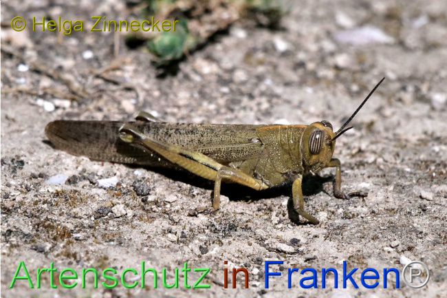 © Artenschutz in Franken® / Helga Zinnecker Bild zum Eintrag (1109085-160)