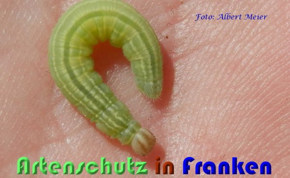 Bild zum Eintrag (1109104-160)