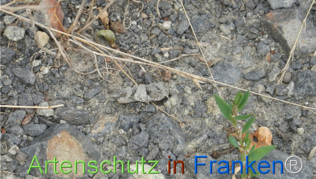 © Artenschutz in Franken® Bild zum Eintrag (1109261-160)