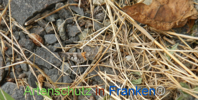 © Artenschutz in Franken® Bild zum Eintrag (1109264-160)