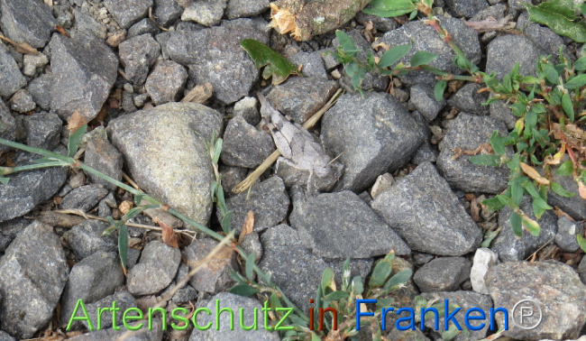© Artenschutz in Franken® Bild zum Eintrag (1109265-160)